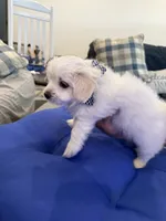 Uncle Sam, a male Maltipom for sale in Mira Loma, CA – 1 of 4