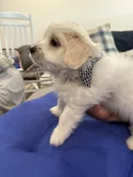 Uncle Sam, a male Maltipom for sale in Mira Loma, CA – 2 of 4