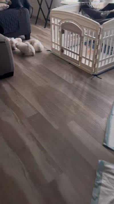 Uncle Sam, a male Maltipom for sale in Mira Loma, CA – 4 of 4