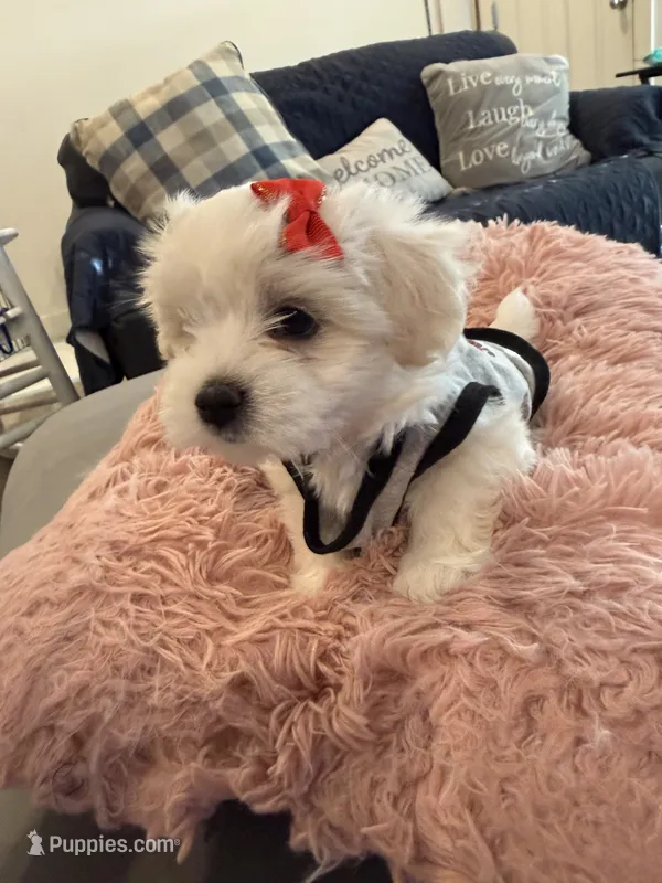 Sparkle  – Maltipom puppy for sale in Mira Loma, CA