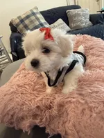 Sparkle , a female Maltipom for sale in Mira Loma, CA – 1 of 2