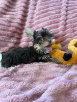 Miss teacup, a female Yorkshire Terrier for sale in Salem, NY – 2 of 6