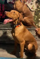 Male puppy, a male Vizsla for sale in Salem, NY – 3 of 3