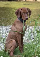 Male puppy, a male Vizsla for sale in Salem, NY – 2 of 3