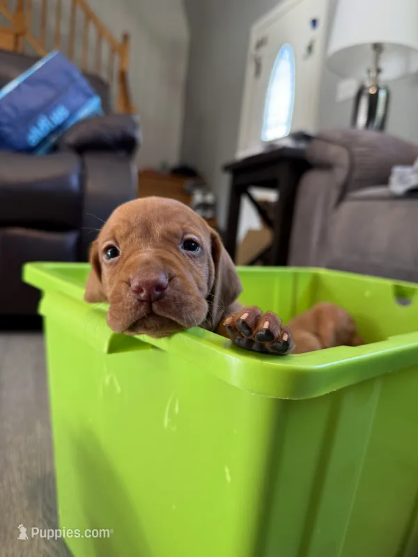 Male puppy – Vizsla puppy for sale in Salem, NY