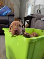 Male puppy, a male Vizsla for sale in Salem, NY – 1 of 3
