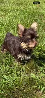 Miss teacup, a female Yorkshire Terrier for sale in Salem, NY – 5 of 6