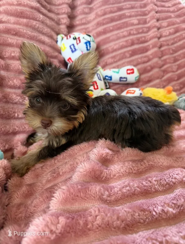 Miss teacup – Yorkshire Terrier puppy for sale in Salem, NY