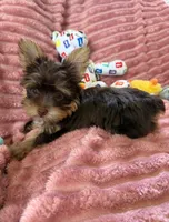 Miss teacup, a female Yorkshire Terrier for sale in Salem, NY – 1 of 6