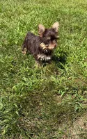 Miss teacup, a female Yorkshire Terrier for sale in Salem, NY – 4 of 6