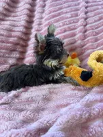 Miss teacup, a female Yorkshire Terrier for sale in Salem, NY – 3 of 6