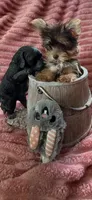 Miss teacup, a female Yorkshire Terrier for sale in Salem, NY – 6 of 6