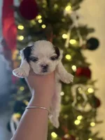 Hershey, a male Shih Tzu for sale in Panama City, FL – Photo 1 of 2