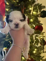 Hershey, a male Shih Tzu for sale in Panama City, FL – Photo 2 of 2