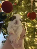 Chocoroll, a male Shih Tzu for sale in Panama City, FL – Photo 2 of 2