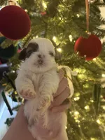 Chocoroll, a male Shih Tzu for sale in Panama City, FL – Photo 1 of 2