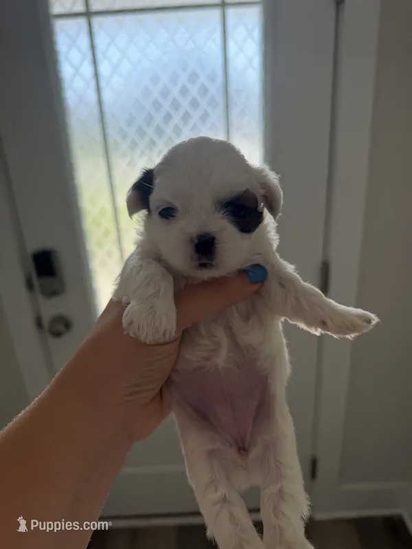Chispa – Shih Tzu puppy for sale in Panama City, FL