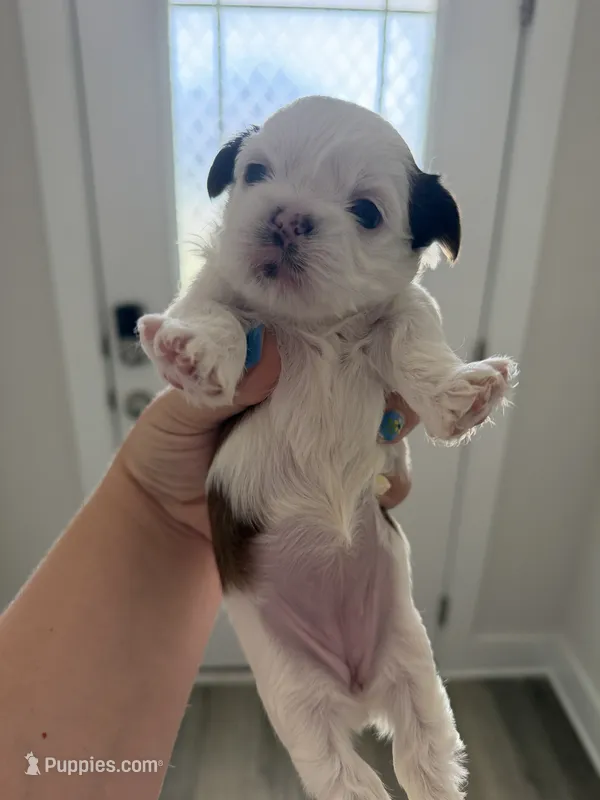 Luna – Shih Tzu puppy for sale in Panama City, FL
