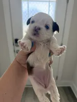 Luna, a female Shih Tzu for sale in Panama City, FL – 1 of 2