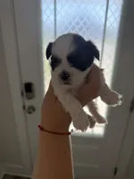 Chocolate, a male Shih Tzu for sale in Panama City, FL – 2 of 2