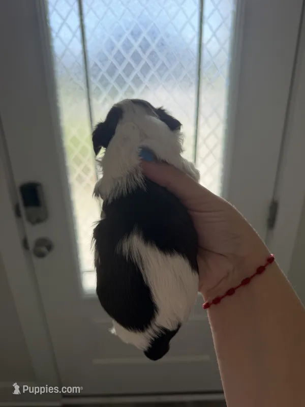 Chocolate – Shih Tzu puppy for sale in Panama City, FL