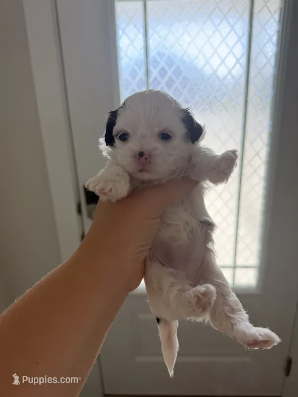 Cookie – Shih Tzu puppy for sale in Panama City, FL