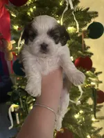 Bimbo, a male Shih Tzu for sale in Panama City, FL – Photo 1 of 2