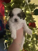 Bimbo, a male Shih Tzu for sale in Panama City, FL – Photo 2 of 2
