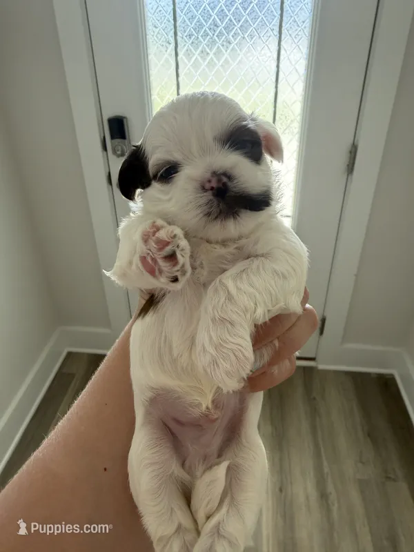 Mustache – Shih Tzu puppy for sale in Panama City, FL