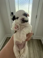 Mustache, a male Shih Tzu for sale in Panama City, FL – 1 of 2