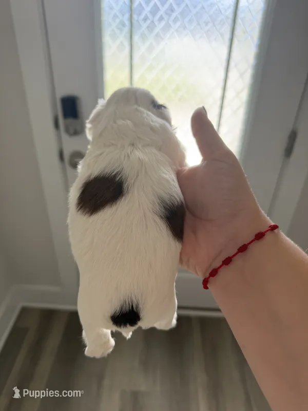 Canela – Shih Tzu puppy for sale in Panama City, FL