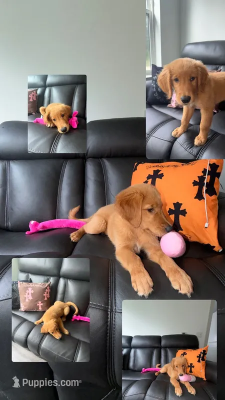 Toby – Golden Retriever puppy for sale in West Harrison, NY