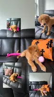 Toby, a male Golden Retriever for sale in West Harrison, NY – 1 of 1
