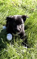 Korner, a female Shetland Sheepdog and Australian Cattle Dog for sale in Oswego, NY – 3 of 3