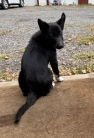 Korner, a female Shetland Sheepdog and Australian Cattle Dog for sale in Oswego, NY – 2 of 3