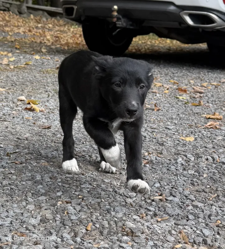 Korner – Shetland Sheepdog, Australian Cattle Dog puppy for sale in Oswego, NY
