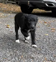 Korner, a female Shetland Sheepdog and Australian Cattle Dog for sale in Oswego, NY – 1 of 3