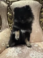 Lola, a female Pomeranian for sale in Chicago, IL – Photo 2 of 3