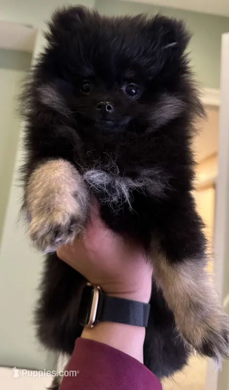 Lola, a female Pomeranian for sale in Chicago, IL – Photo 1 of 3