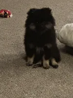 Lola, a female Pomeranian for sale in Chicago, IL – Photo 3 of 3