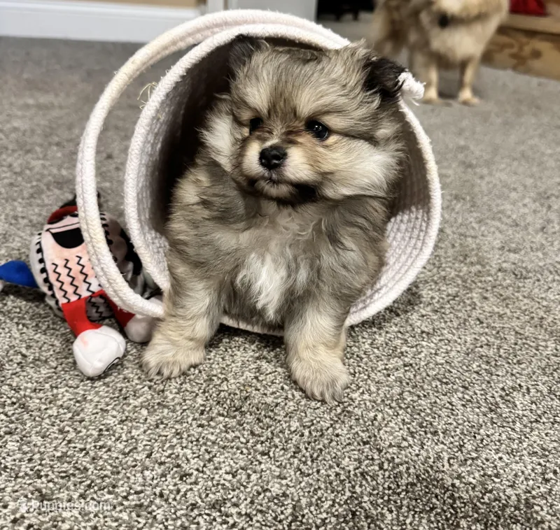 Winnie – Pomeranian puppy for sale in Chicago, IL