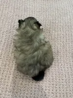 Willow , a female Pomeranian for sale in Chicago, IL – Photo 2 of 2