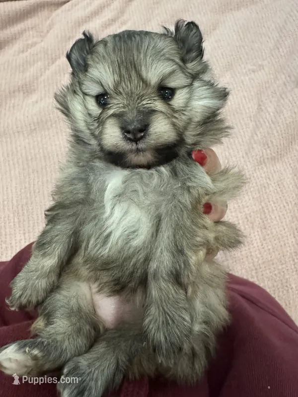 Willow  – Pomeranian puppy for sale in Chicago, IL