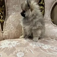Mochi, a male Pomeranian for sale in Chicago, IL – Photo 3 of 5