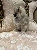 Mochi, a male Pomeranian for sale in Chicago, IL – Photo 3 of 5