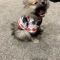 Mochi, a male Pomeranian for sale in Chicago, IL – Photo 4 of 5