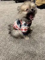 Mochi, a male Pomeranian for sale in Chicago, IL – Photo 4 of 5
