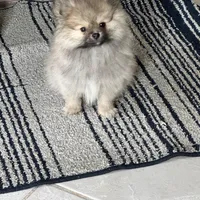 Mochi, a male Pomeranian for sale in Chicago, IL – Photo 2 of 5