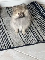 Mochi, a male Pomeranian for sale in Chicago, IL – Photo 2 of 5