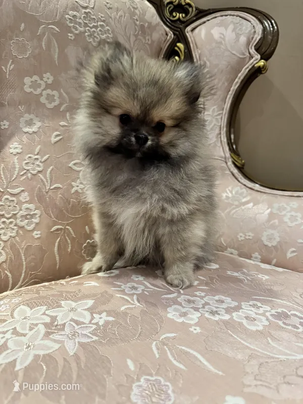 Mochi, a male Pomeranian for sale in Chicago, IL – Photo 1 of 5